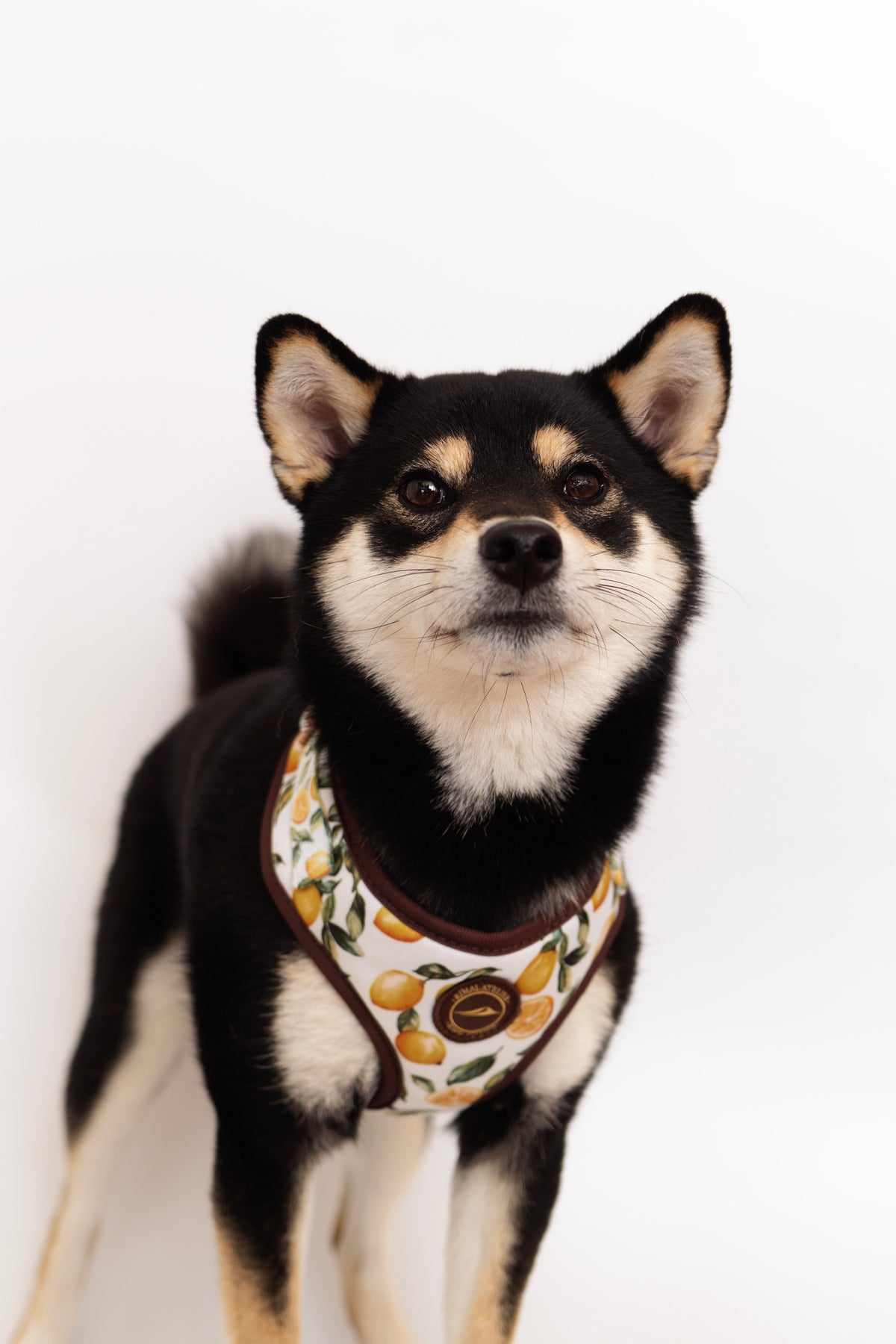 LEMON Harness